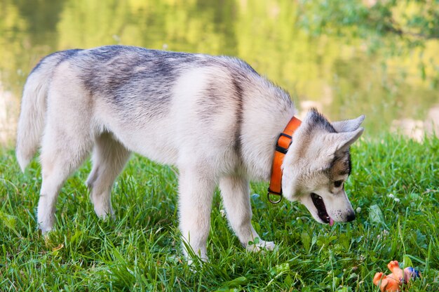 Husky Szczeniaka W Parku, Grając Z Gumową Zabawką.