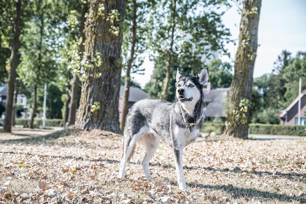 Zdjęcie husky w jesieni