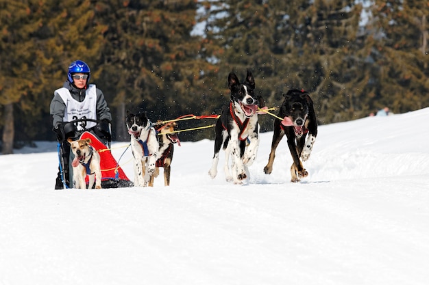 Husky Wyścig W Alpejskich Górach Zimą