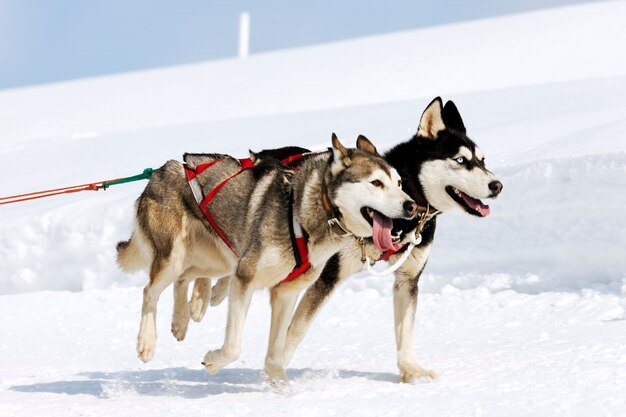 Husky wyścig w alpejskich górach zimą