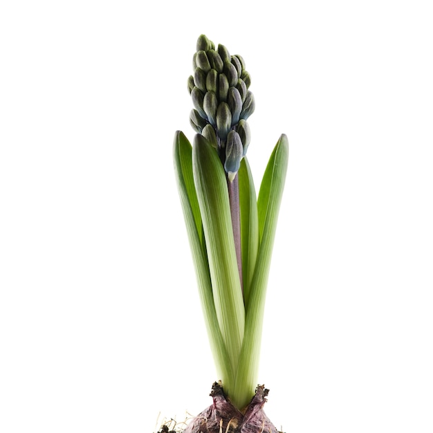 Hyacinthus łodygi na białym tle