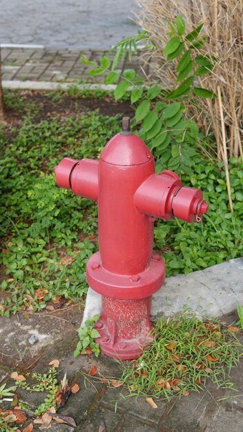 Zdjęcie hydrant w ogrodzie