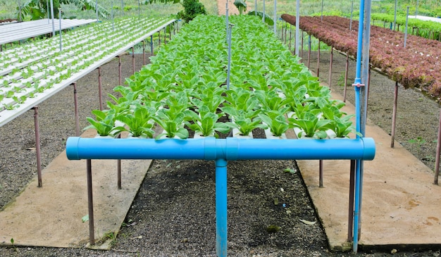 Hydroponic Warzywa Uprawiają Ziemię W Tajlandia