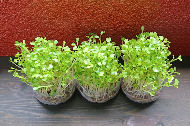 Hydroponiczne Daikon Microgreens lub Kaiware Daikon Uprawiane w powtórnym użyciu Butelki na wodę PET gotowe do zbiorów