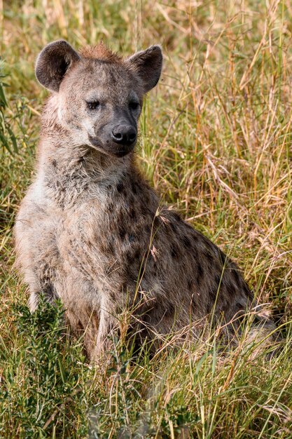 Zdjęcie hyena odpoczywająca na lądzie