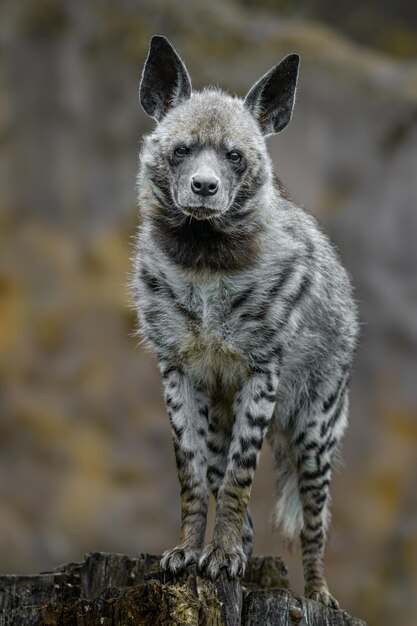 Hyena prążkowa