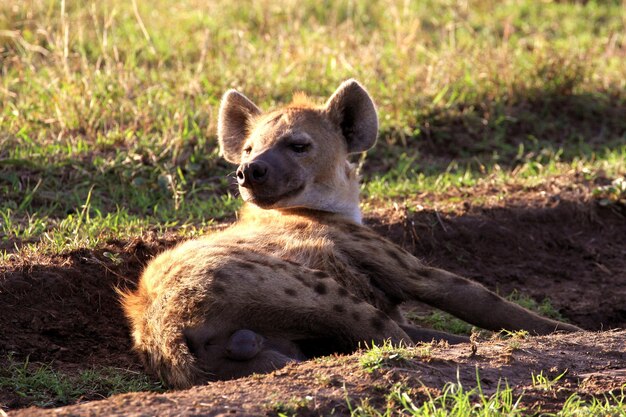 Hyena relaksująca się na polu