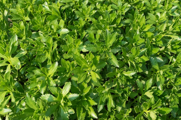 Hylotelephium verticillatum, Sedum spectabile, efektowny rozchodnik, roślina lodowa lub rozchodnik motyla