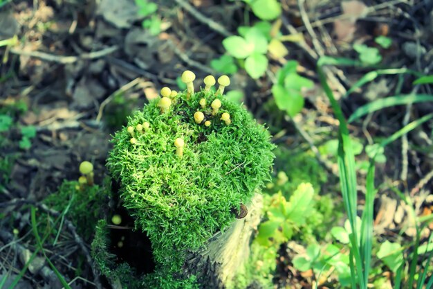 Hypholoma fasciculare trujące niejadalne grzyby rosnące na pniu drzewa w mchu