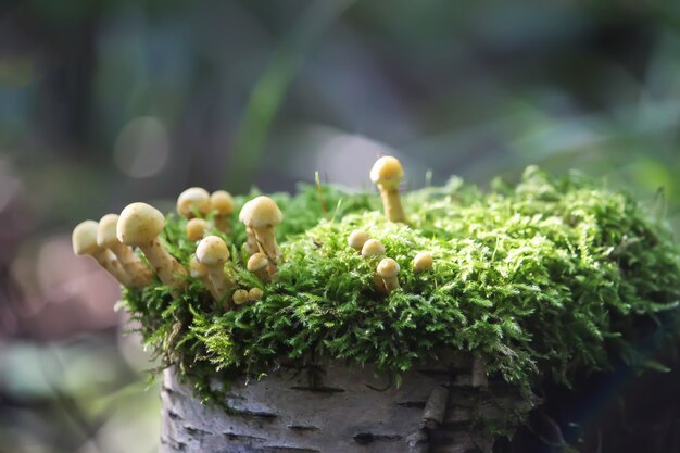 Hypholoma fasciculare trujące niejadalne grzyby rosnące na pniu drzewa w mchu
