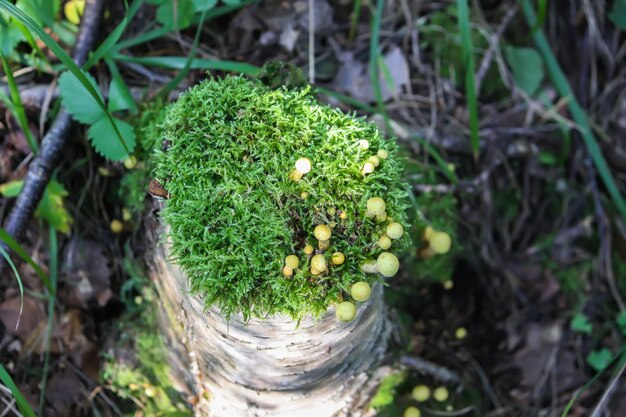 Hypholoma fasciculare trujące niejadalne grzyby rosnące na pniu drzewa w mchu