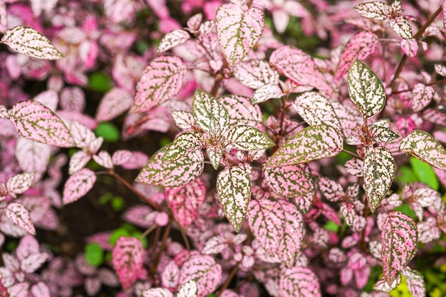 Hypoestes Phyllostachya, Roślina Polka Dot