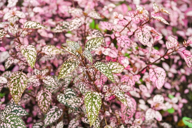 Hypoestes phyllostachya, roślina polka dot