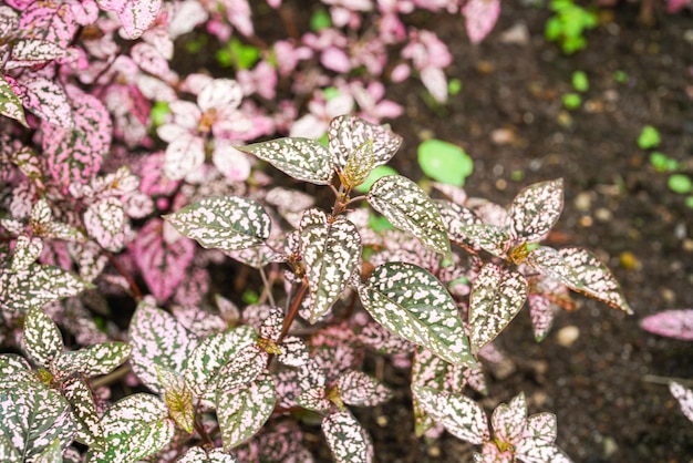 Hypoestes Phyllostachya, Roślina Polka Dot