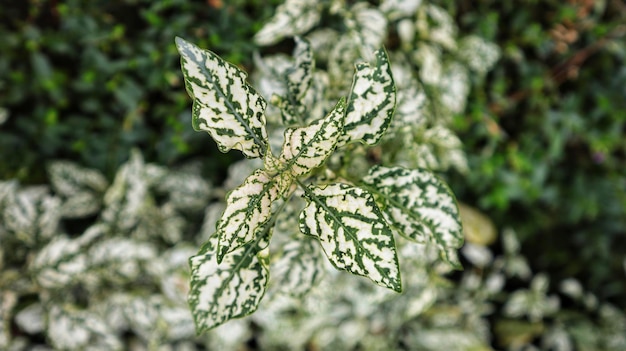 Hypoestes phyllostachya 39 White Splash Hypoestes Polka Dot Roślina ma przeważnie biel na roślinie