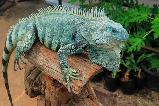 Zdjęcie hypomelanistic morph iguana