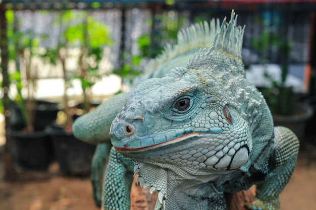 Hypomelanistic morph Iguana
