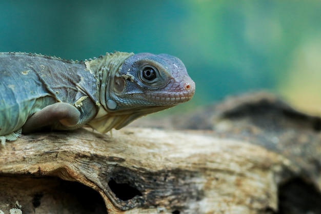 Zdjęcie hypomelanistyczna morpha purpurowa iguana