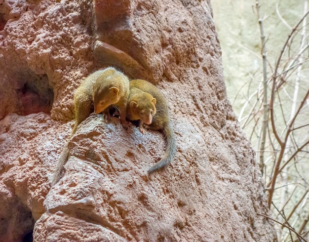 Hyrax w kamiennej atmosferze