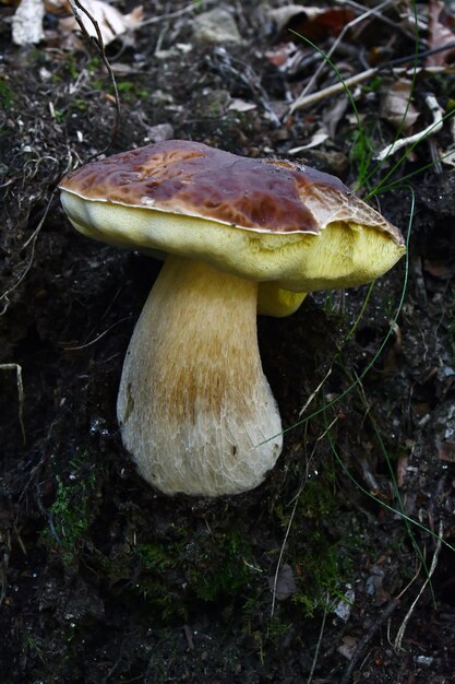 Zdjęcie i funghi porcini cresciuti nel bosco