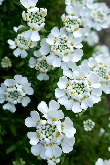 Iberis flower.Spring białe kwiaty tło