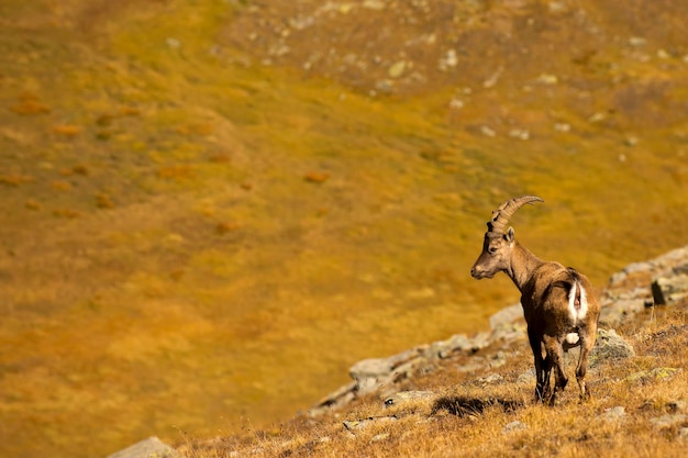 Ibex lonh horn owca klodować aż portret na brązowym tle