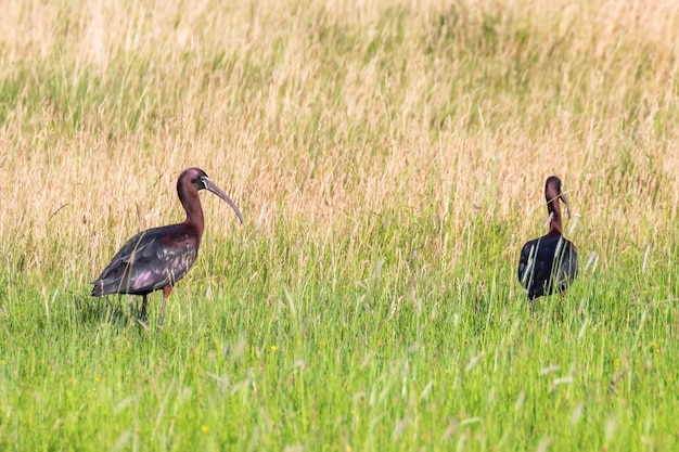 Ibis błyszczący (Plegadis falcinellus) Ptak brodzący w naturalnym środowisku