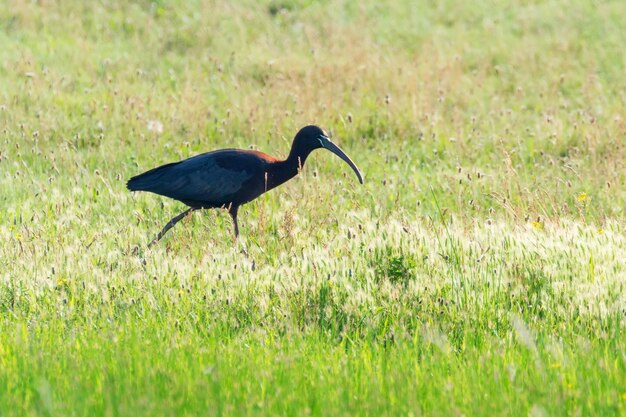 Ibis Błyszczący (plegadis Falcinellus) Ptak Brodzący W Naturalnym środowisku