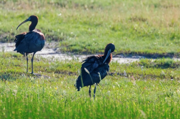 Ibis błyszczący (Plegadis falcinellus) Ptak brodzący w naturalnym środowisku