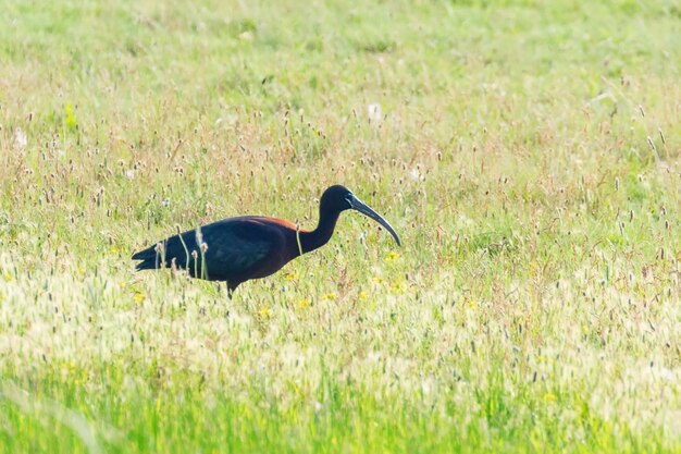 Ibis błyszczący (Plegadis falcinellus) Ptak brodzący w naturalnym środowisku