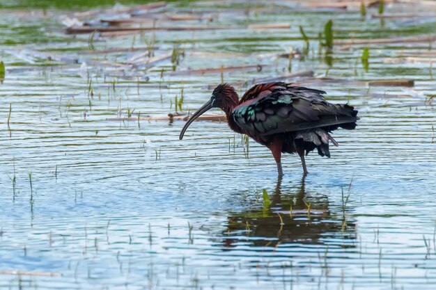 Ibis błyszczący (Plegadis falcinellus) Ptak brodzący