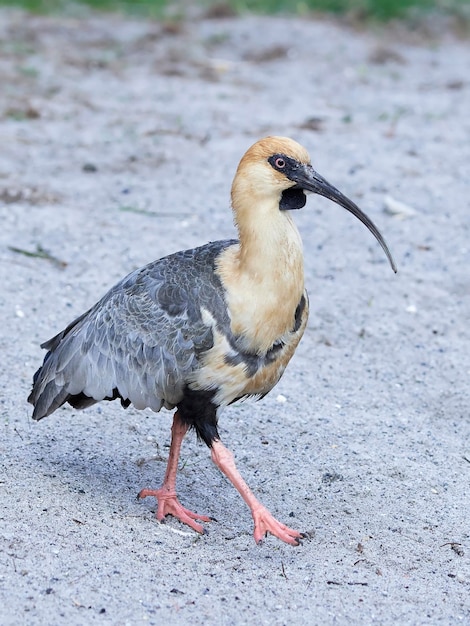 Ibis czarnogłowy Theristicus melanopis