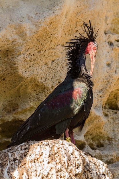 Zdjęcie ibis łysy geronticus eremita cadiz hiszpania