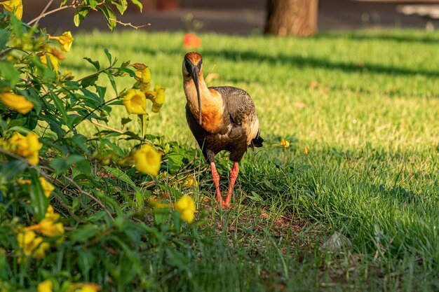 Zdjęcie ibis oszołomiony