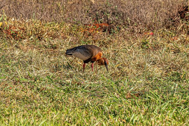 Zdjęcie ibis oszołomiony