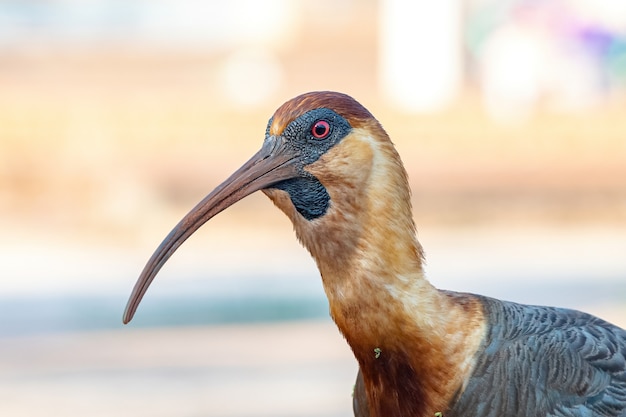 Ibis Płowy Z Gatunku Theristicus Caudatus