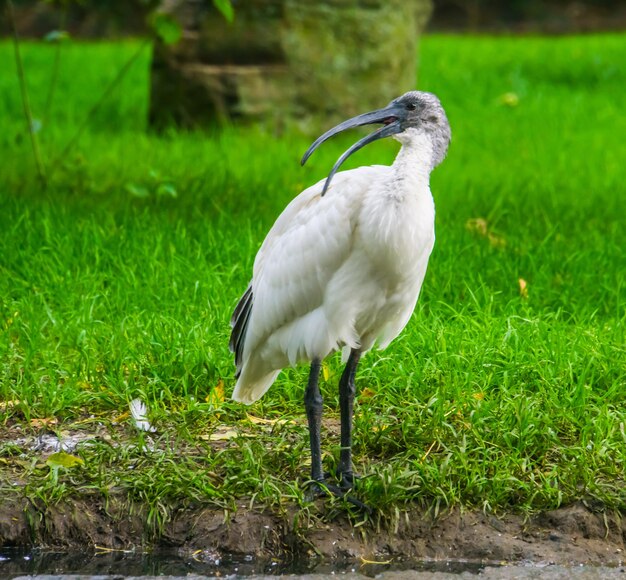 Ibis siedzący na polu