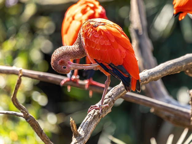 Ibis Szkarłatny Lub Eudocimus Ruber Czerwony Ptak Z Rodziny Threskiornithidae.