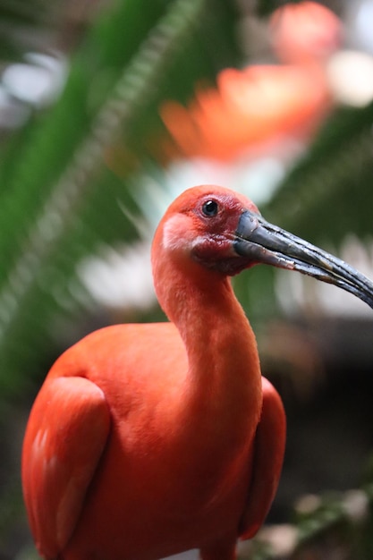 Zdjęcie ibis szkarłatny