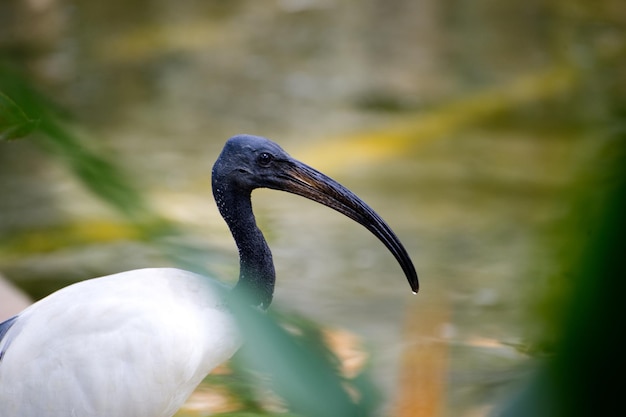 Zdjęcie ibis z czarną głową