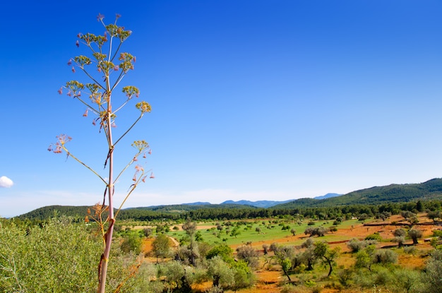 Ibiza wyspa krajobraz z rolnictw polami