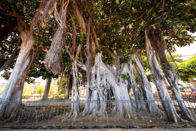 Icod de Los Vinos, Teneryfa, Wyspy Kanaryjskie, gran rbol de ficus en el Jard n bot nico.