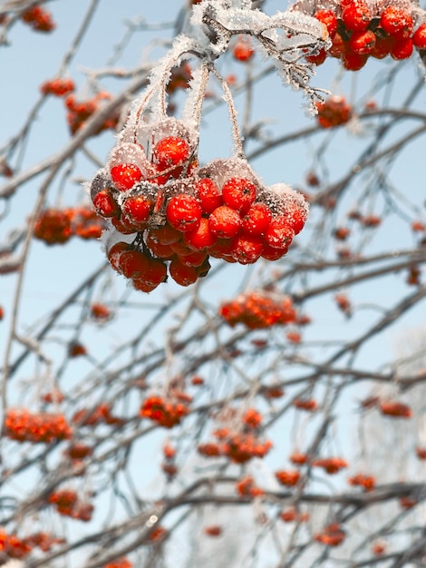 Zdjęcie icy mountainash w zimie zimowy dzień oddziały i skupiska jarzębiny pokryte lodem