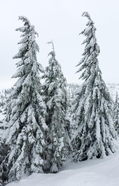 Zdjęcie icy snowy jodły na zimowym wzgórzu górskim (karpacki).