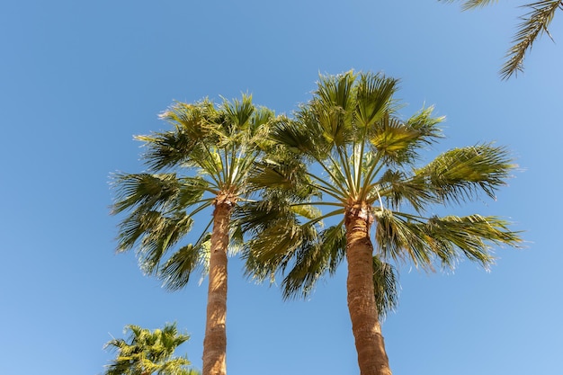 Idealne palmy na tle pięknego błękitu nieba