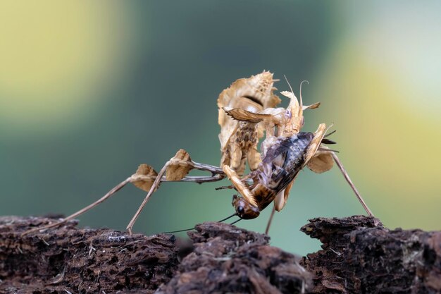 Idolomantis Diabolica Je świerszcze Idolomantis Diabolica Zbliżenie