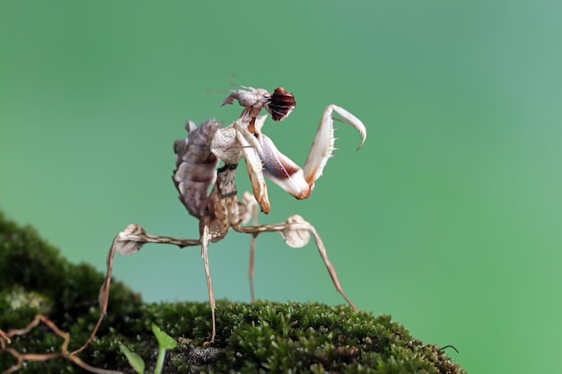 Idolomantis diabolica je świerszcze Idolomantis diabolica zbliżenie