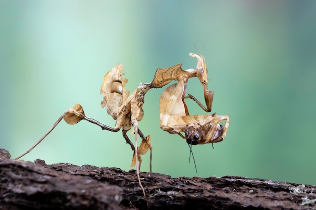 Idolomantis diabolica je świerszcze Idolomantis diabolica zbliżenie