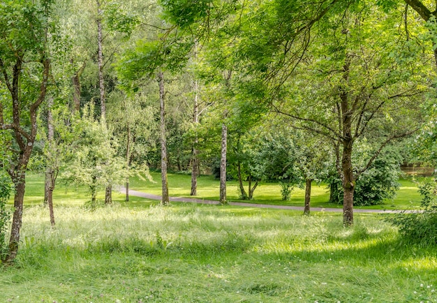 idylliczna krajobrazu parku