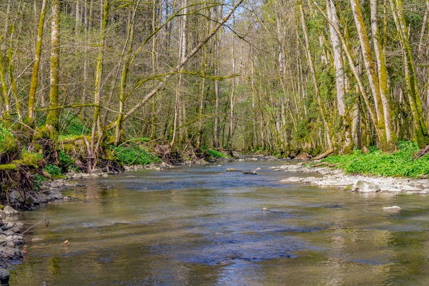 idylliczna rzeka wiosną